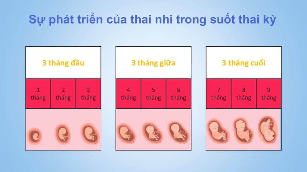 Cac Thoi Ky Phat Trien Cua Tre 06 Large Các Thời Kỳ Phát Triển Của Trẻ