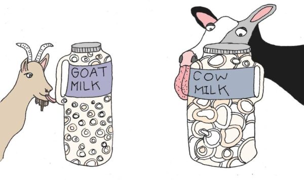 Goat Milk Versus Cow Milk For Your Baby S Feed Medium So Sánh Sữa Dê Và Sữa Bò Loại Nào Tốt Hơn? Nên Mua Loại Nào Cho Bé?